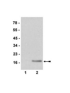 抗二甲基组蛋白H3（Arg2）抗体 serum, Upstate&#174;