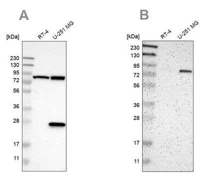 Anti-ALDH18A1 antibody produced in rabbit Prestige Antibodies&#174; Powered by Atlas Antibodies, affinity isolated antibody, buffered aqueous glycerol solution