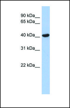 Anti-ZFYVE1, (N-terminal) antibody produced in rabbit affinity isolated antibody