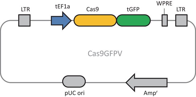 Cas9-GFP Lenti Plasmid