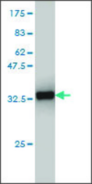 Monoclonal Anti-CX3CR1 antibody produced in mouse clone 2B11, purified immunoglobulin, buffered aqueous solution