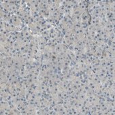 Anti-ICAM5 antibody produced in rabbit Ab1, Prestige Antibodies® Powered by Atlas Antibodies, affinity isolated antibody, buffered aqueous glycerol solution
