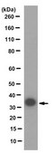 Anti-CYB5R3 Antibody, clone 1D9.2 clone 1D9.2, from mouse