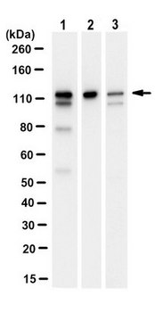 Anti-TKS5 Antibody, clone 9H2.1 clone 9H2.1, from mouse