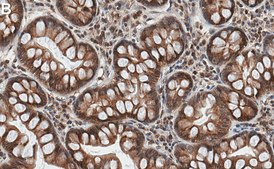 Anti-UNC93B1 Antibody, clone 2C13 ZooMAb® Rabbit Monoclonal recombinant, expressed in HEK 293 cells