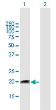 Anti-FUNDC2 antibody produced in mouse purified immunoglobulin, buffered aqueous solution