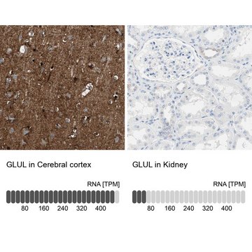 Anti-GLUL antibody produced in rabbit Ab1, Prestige Antibodies&#174; Powered by Atlas Antibodies, affinity isolated antibody, buffered aqueous glycerol solution