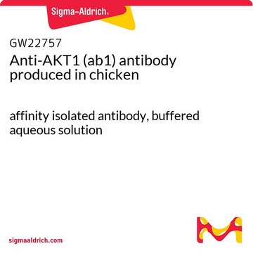 Anti-AKT1 (ab1) antibody produced in chicken affinity isolated antibody, buffered aqueous solution