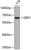 Anti-GRK1 antibody produced in rabbit