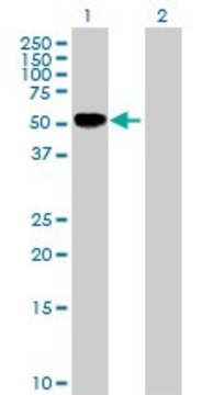 Anti-TNFRSF11B antibody produced in rabbit purified immunoglobulin, buffered aqueous solution