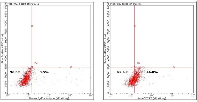 Anti-CXCR7 Antibody, clone 10D1