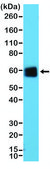 Anti-CD5 antibody, Rabbit monoclonal recombinant, expressed in HEK 293 cells, clone RM354, purified immunoglobulin