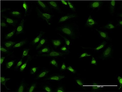 Monoclonal Anti-TBL1XR1 antibody produced in mouse clone 4E2, purified immunoglobulin, buffered aqueous solution