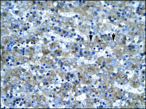 Anti-LHX6 antibody produced in rabbit IgG fraction of antiserum, lyophilized powder