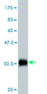 Monoclonal Anti-TKTL2 antibody produced in mouse clone 5E2, purified immunoglobulin, buffered aqueous solution