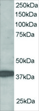 Anti-RNF39/LIRF antibody produced in goat affinity isolated antibody, buffered aqueous solution