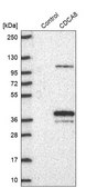 Anti-CDCA8 antibody produced in rabbit Prestige Antibodies® Powered by Atlas Antibodies, affinity isolated antibody, buffered aqueous glycerol solution