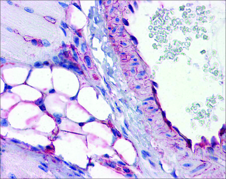 Anti-PTRF antibody produced in rabbit IgG fraction of antiserum