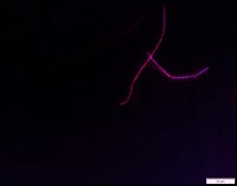 Rhodamine Labeled D-galactosamine Suitable for fluorescent microbial imaging