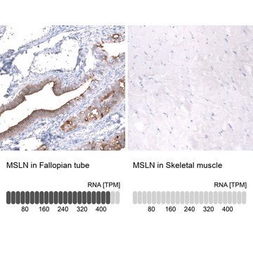 Monoclonal Anti-Msln Antibody Produced In Mouse Prestige Antibodies&#174; Powered by Atlas Antibodies, clone CL13957, affinity isolated antibody, buffered aqueous glycerol solution