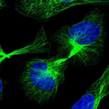 Anti-C21orf91 antibody produced in rabbit Prestige Antibodies&#174; Powered by Atlas Antibodies, affinity isolated antibody