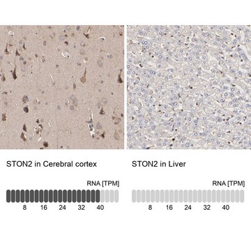 Anti-STON2 antibody produced in rabbit Prestige Antibodies&#174; Powered by Atlas Antibodies, affinity isolated antibody, buffered aqueous glycerol solution