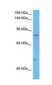 Anti-CUL5 antibody produced in rabbit IgG fraction of antiserum