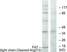 Anti-FA7 (light chain, Cleaved-Arg212) antibody produced in rabbit affinity isolated antibody