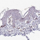 Anti-TPRX1 antibody produced in rabbit Prestige Antibodies® Powered by Atlas Antibodies, affinity isolated antibody, buffered aqueous glycerol solution