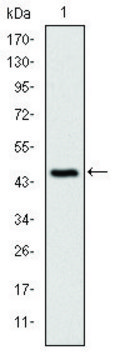 Monoclonal Anti-CDKN2A antibody produced in mouse clone 5A8A4, ascites fluid