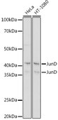 Anti-JunD Antibody, clone 2D5A1, Rabbit Monoclonal