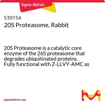 20S Proteasome, Rabbit 20S Proteasome is a catalytic core enzyme of the 26S proteasome that degrades ubiquitinated proteins. Fully functional with Z-LLVY-AMC as the substrate.