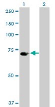 Anti-UBP1 antibody produced in rabbit purified immunoglobulin, buffered aqueous solution