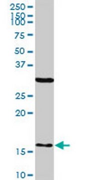 Anti-FIS1 Mouse mAb (1G9) liquid, clone 1G9, Calbiochem&#174;