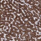 Anti-HAUS1 antibody produced in rabbit Prestige Antibodies® Powered by Atlas Antibodies, affinity isolated antibody, buffered aqueous glycerol solution