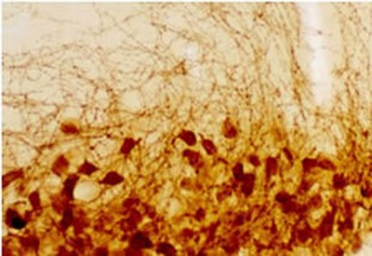 Anti-Vasopressin Rabbit pAb lyophilized, Calbiochem&#174;