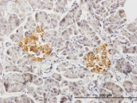 抗PTPRN2 小鼠抗 purified immunoglobulin, buffered aqueous solution