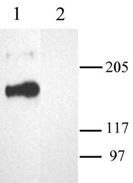 Anti-Calcium Channel Antibody, Voltage Gated &#945; 1A Chemicon&#174;, from rabbit