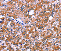 Anti-FDCSP antibody produced in rabbit affinity isolated antibody