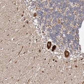 Anti-LUZP1 antibody produced in rabbit Prestige Antibodies® Powered by Atlas Antibodies, affinity isolated antibody, buffered aqueous glycerol solution, ab1