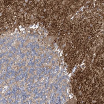 抗-TTYH1 兔抗 Prestige Antibodies&#174; Powered by Atlas Antibodies, affinity isolated antibody, buffered aqueous glycerol solution