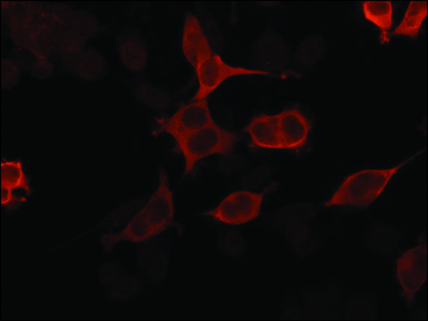 Anti-Importin 5 (C-terminal) antibody produced in rabbit ~1.0&#160;mg/mL, affinity isolated antibody