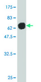 Monoclonal Anti-DNAJA2 antibody produced in mouse clone 2A11-F2, purified immunoglobulin, buffered aqueous solution