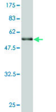 Monoclonal Anti-BRMS1 antibody produced in mouse clone M1, purified immunoglobulin, buffered aqueous solution