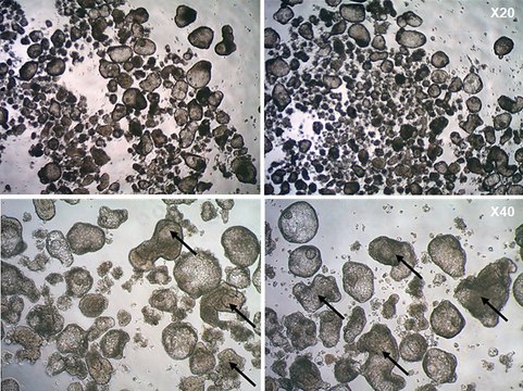 3dGRO&#174; Lung Organoid Branching Medium Serum-free ready-to-use media used to differentiate anterior foregut endoderm (AFE) cells into lung bud organoids in suspension cultures.