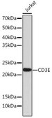 Anti-CD3E antibody produced in rabbit