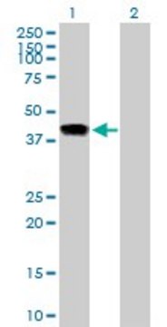 Anti-INHBE antibody produced in mouse purified immunoglobulin, buffered aqueous solution