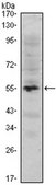 Anti-MUM1 Antibody, clone 4G10 ascites fluid, clone 4G10, from mouse