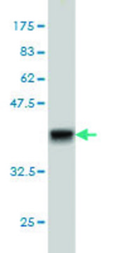 Monoclonal Anti-GRK4 antibody produced in mouse clone 6D5, purified immunoglobulin, buffered aqueous solution