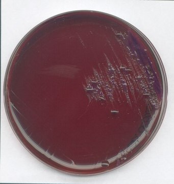 LEVINE-EMB-agar for the isolation and differentiation of E.coli and Enterobacter